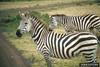 Plains Zebras (Equus burchelli)