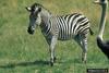 Plains Zebra (Equus burchelli)