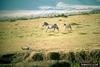 Plains Zebras (Equus burchelli)