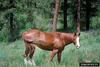 Domestic Horse (Equus caballus)