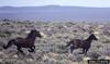 Wild Horse (Equus caballus)