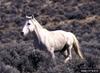 Wild Horse (Equus caballus)