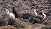 Wild Horse (Equus caballus)