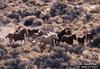 Wild Horse (Equus caballus)