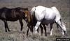 Wild Horse (Equus caballus)