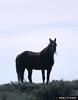 Wild Horse (Equus caballus)