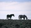 Wild Horse (Equus caballus)