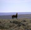 Wild Horse (Equus caballus)