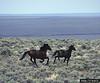 Wild Horse (Equus caballus)