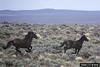 Wild Horse (Equus caballus)