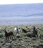 Wild Horse (Equus caballus)