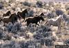 Wild Horse (Equus caballus)