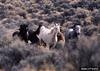 Wild Horse (Equus caballus)