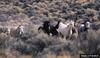 Wild Horse (Equus caballus)