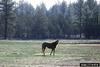 Wild Horse (Equus caballus)