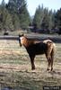 Wild Horse (Equus caballus)