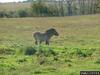 Przewalski's Horse (Equus caballus przewalskii)