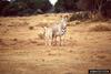 Grevy's Zebra (Equus grevyi)