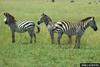 Plains Zebras (Equus burchelli)