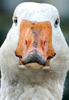 Ebden Goose face