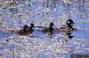 Bufflehead Duck (Bucephala albeola) with chicks