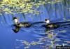 Bufflehead Duck (Bucephala albeola) chicks