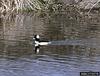 Bufflehead Duck (Bucephala albeola)