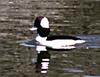 Bufflehead Duck (Bucephala albeola)