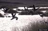 Greater White-fronted Goose (Anser albifrons)