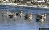 Greater White-fronted Goose (Anser albifrons)