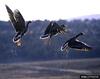 Greater White-fronted Goose (Anser albifrons)