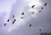 Greater White-fronted Goose (Anser albifrons)