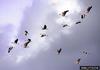 Greater White-fronted Goose (Anser albifrons)