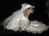 Dressed Dog