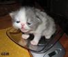 cheerup