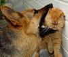 dog-chew-toy