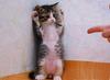 hands up