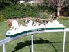 Monorail for puppies