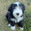 Bearded collie