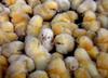 Cute Chicks