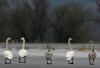 Whooper swans in line