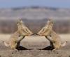 Prairiedogs