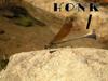 Honk