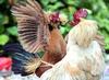 Fighting Cocks