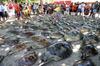 Sea turtles waiting to be released