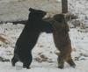 Wrestling Brown Bears