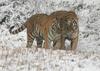 Lovely Tiger Pair