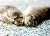 Seals