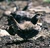 Blue Grouse (Dendragapus obscurus)