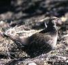 Blue Grouse (Dendragapus obscurus)